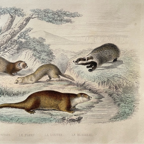 Antique French Animal Illustration - Picture 4 of 11